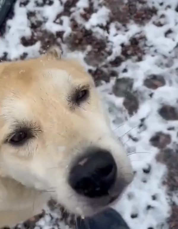 Белочка