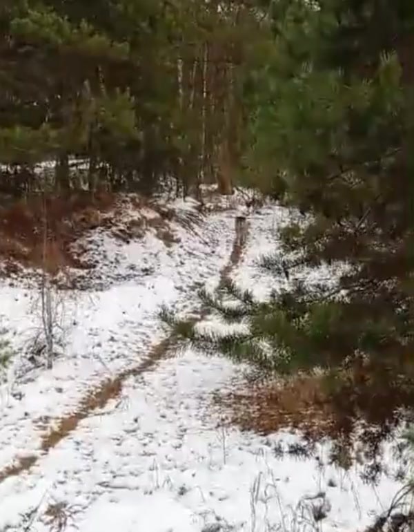 Собаки с завода
